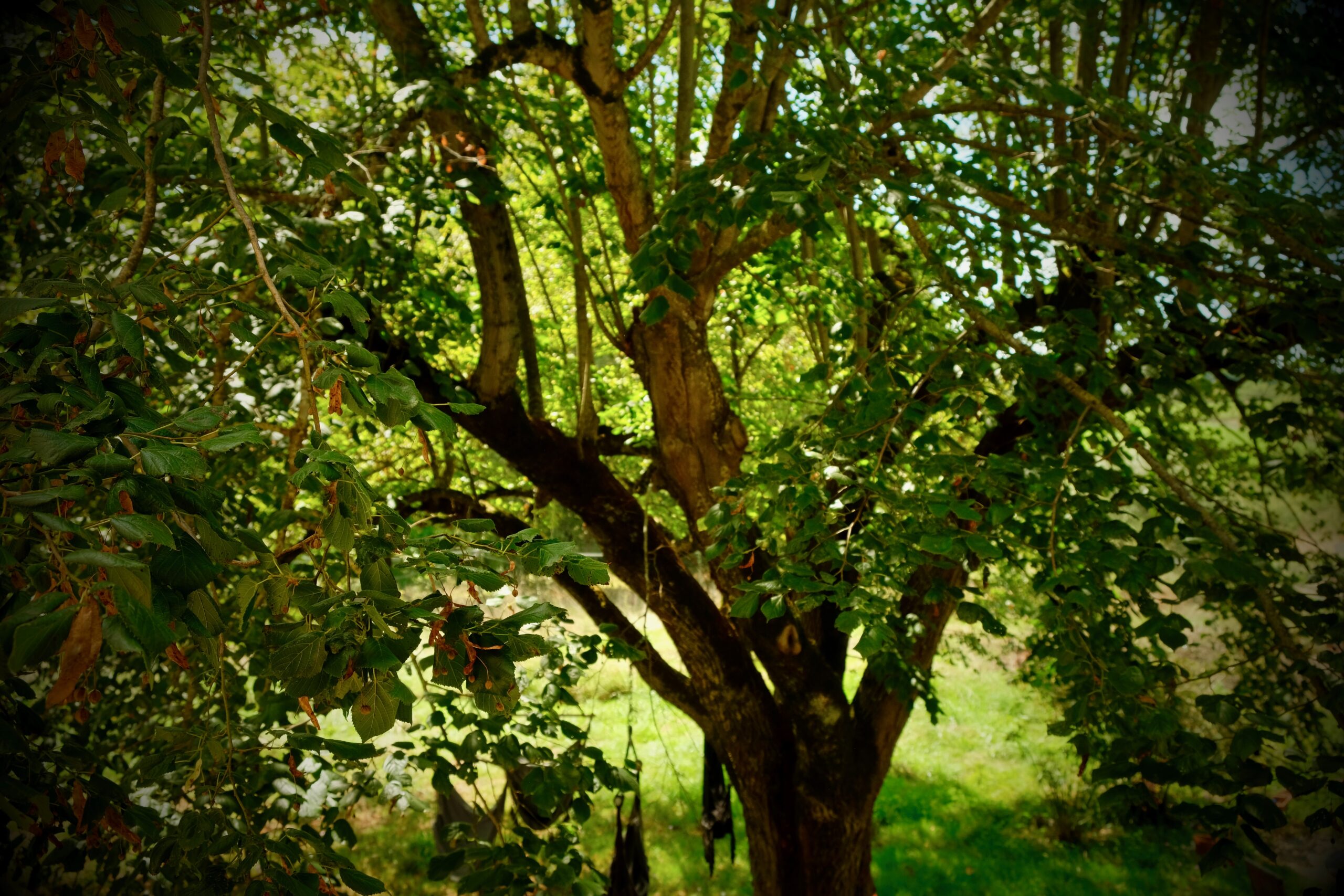 Domaine Valent - 10 of 11